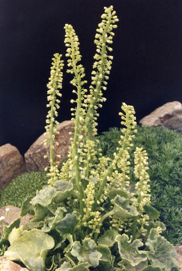 Umbilicus rupestris in bloom on an old wall in a shaded habitat